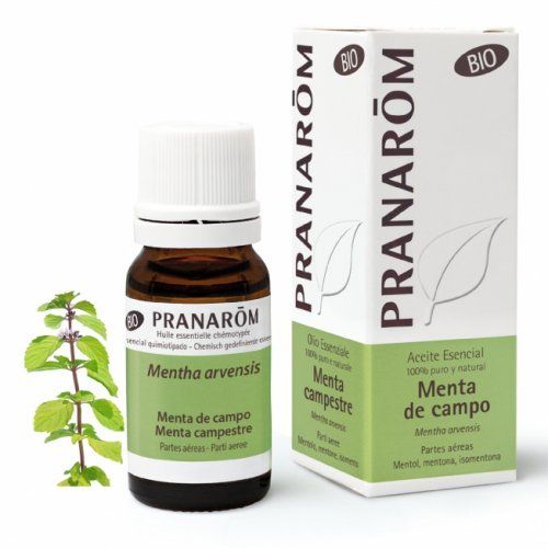 menta de campo